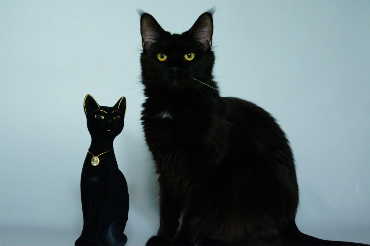 Описание черной кошки. Породы черных кошек. Черная кошка порода. Черная гладкая кошка. Черные породистые котята.